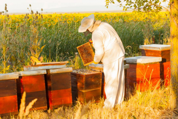 Syrop cukru inwertowanego dla pszczół